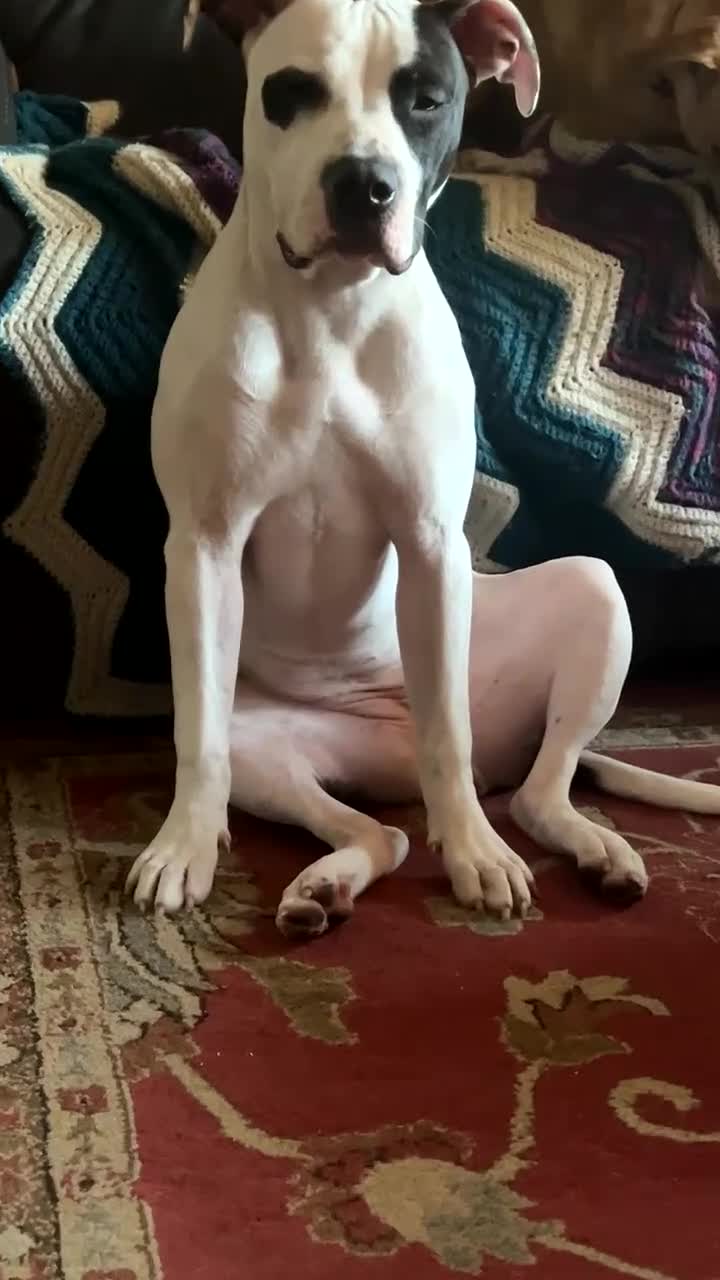 American Pit Bull Terrier dogs for sale: American Pit Bull Terrier 1 - Video 1