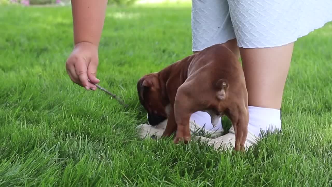 Boxer dogs for sale: Lily - Video 2