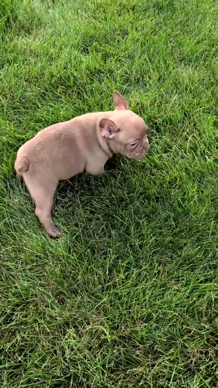 Frenchton dogs for sale: Shiloh - Video 1