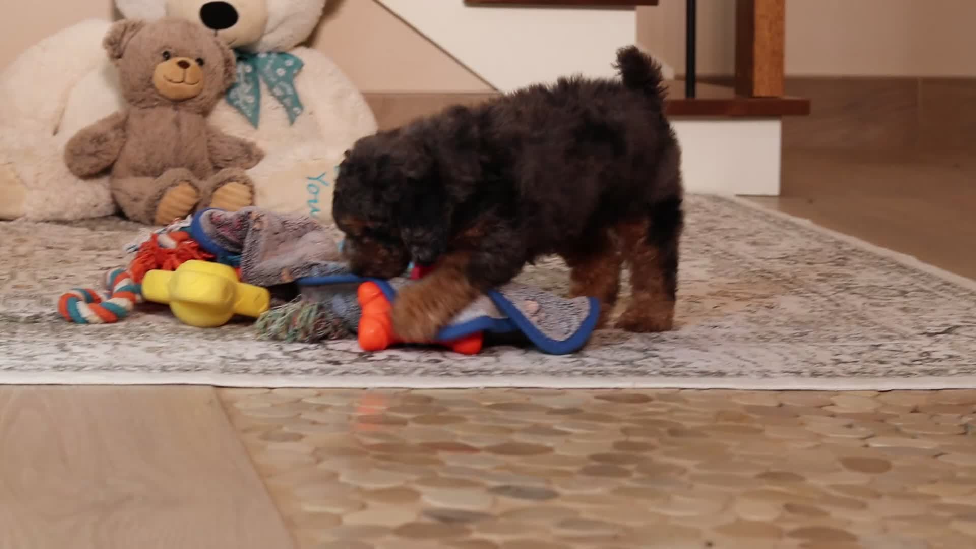 Miniature Poodle dogs for sale: Ace - Video 1