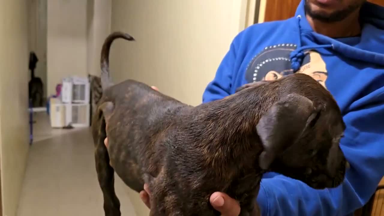 Mixed Breed dogs for sale: Mixed Breed 6 - Video 3