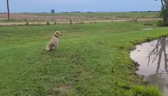 Labrador Retriever dogs for sale: Ruger (Blue) - Video 2