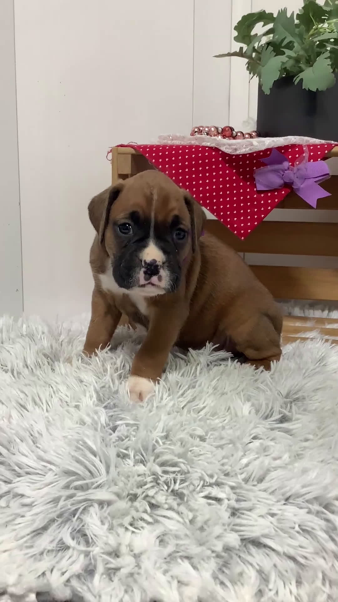 Boxer dogs for sale:  Lena - Puppy 3 - Video 2