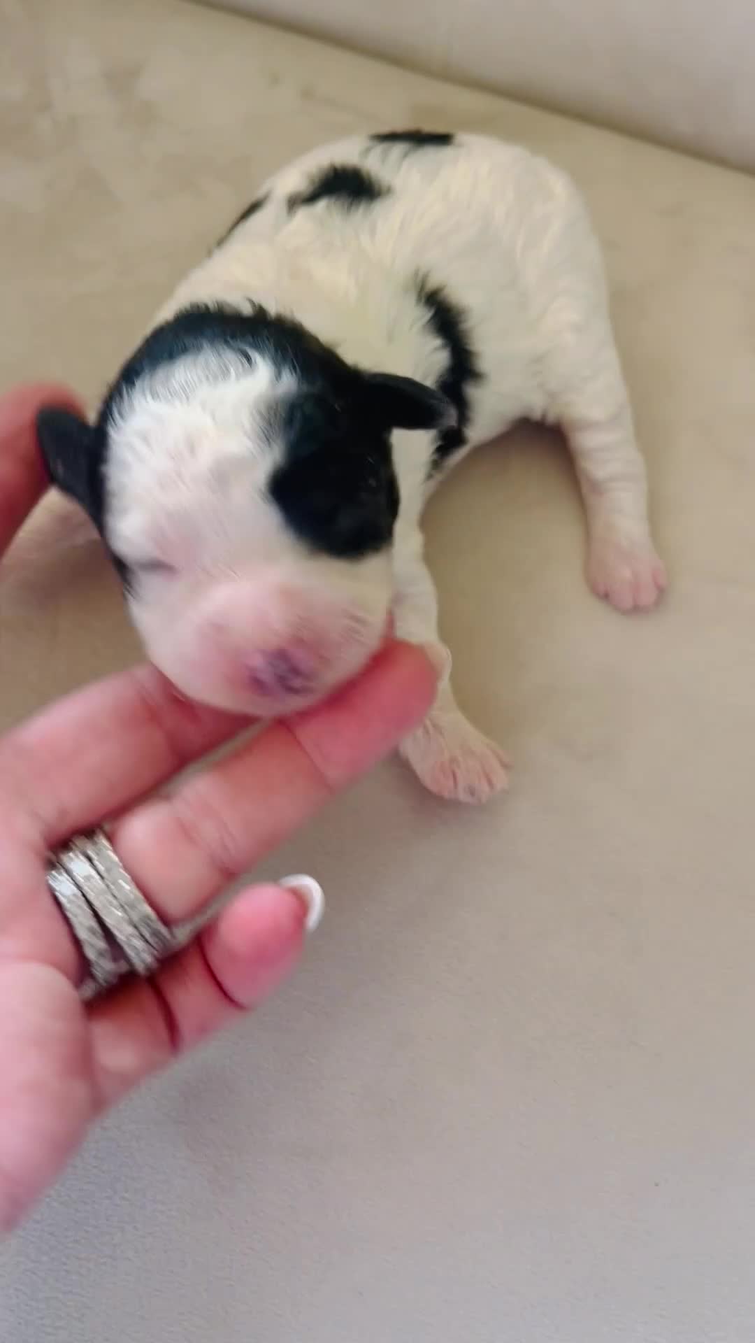 Bernedoodle dogs for sale: Iris ❤️ micro mini Bernedoodle  - Video 1