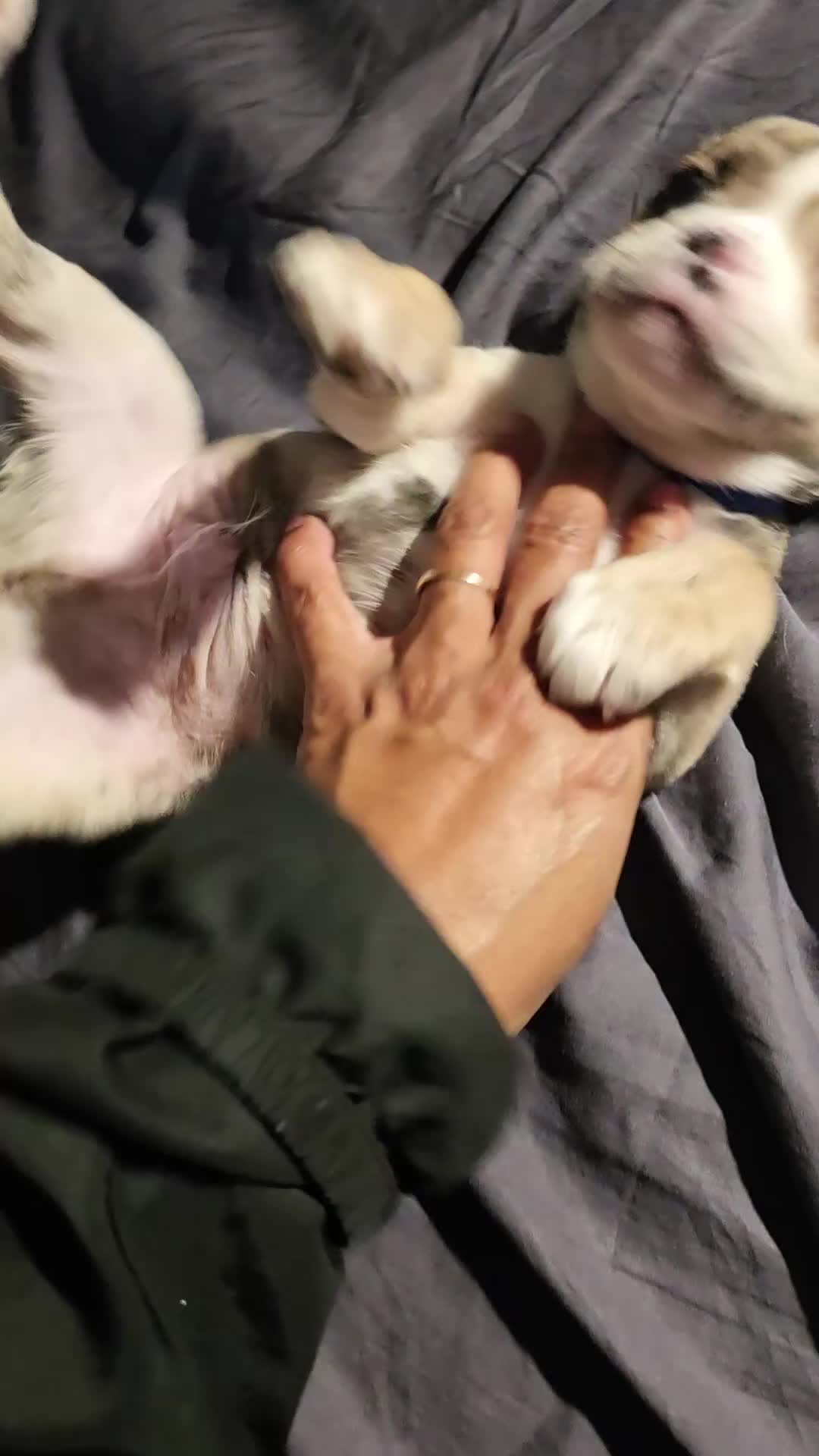 French Bulldog dogs for sale: French Bulldog toy merle Puppy 1' AKC - Video 1