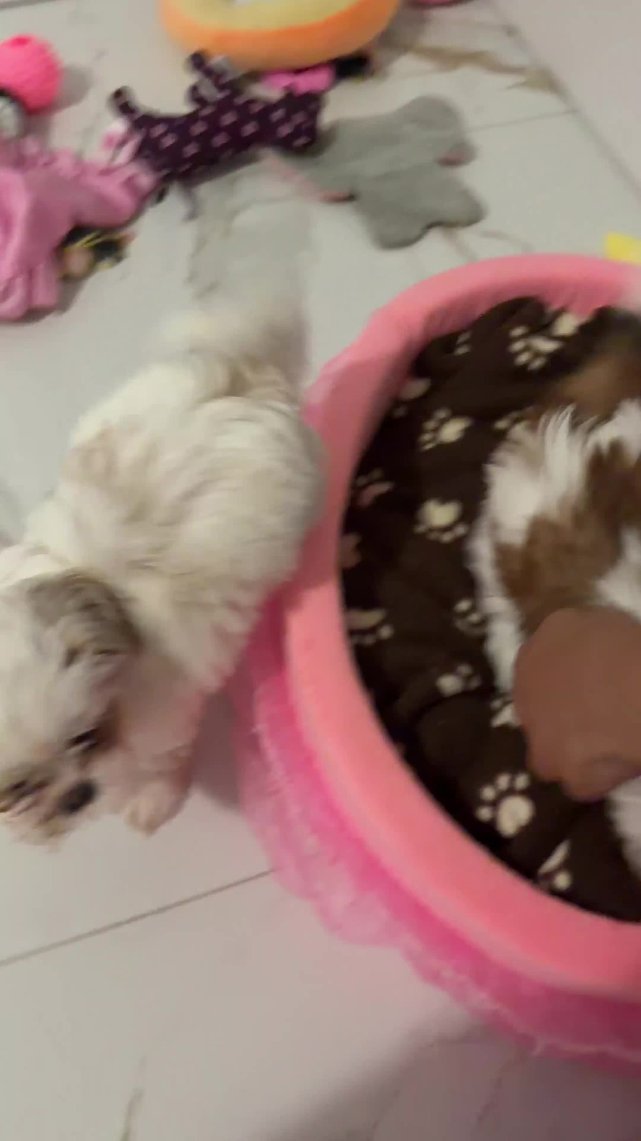 Shih Tzu dogs for sale: Shih Tzu 2 - Video 1