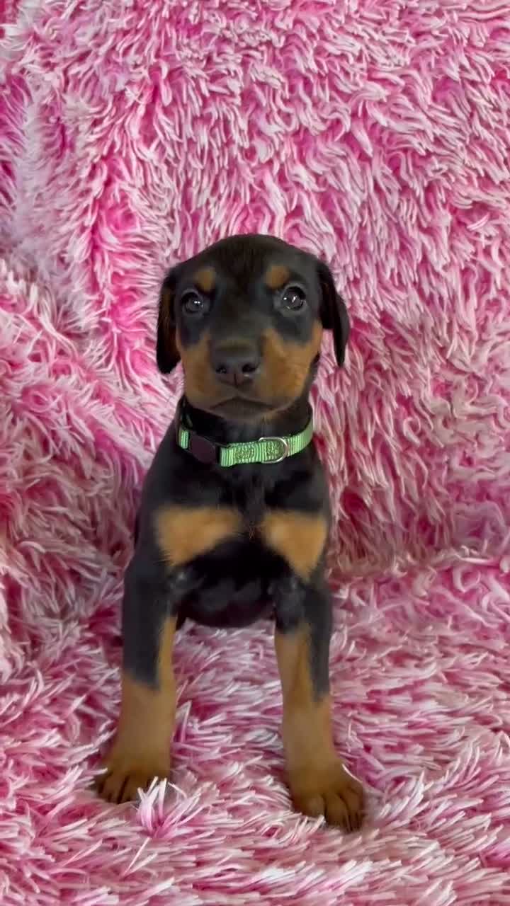 Doberman Pinscher dogs for sale: Doberman Pinscher 6 - Video 1