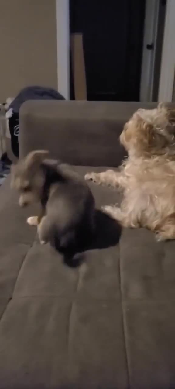 Mixed Breed dogs for sale: Rue - Female - Gray / Brown - Video 1