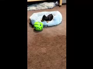 Miniature Pinscher dogs for sale: Breezy - Video 1
