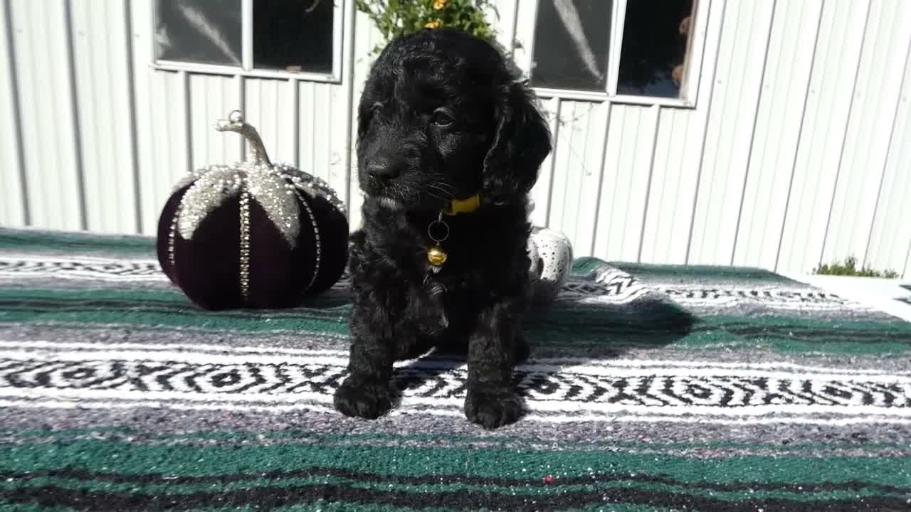 Mini Goldendoodle dogs for sale: Mini Goldendoodle 1 Ivy - Video 1