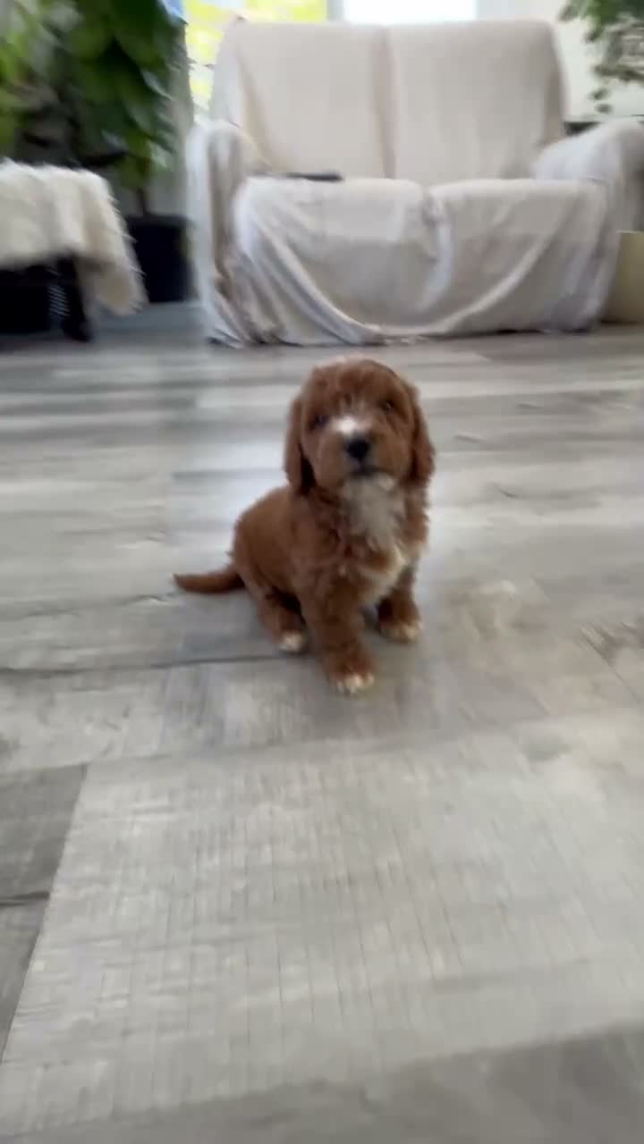 Mini Goldendoodle dogs for sale: Teddy - Video 1