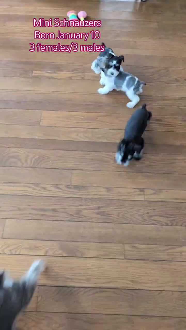 Miniature Schnauzer dogs for sale: Macy - Video 3