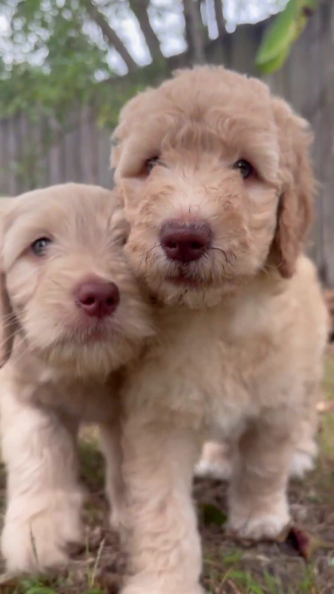 Goldendoodle dogs for sale: Seena - Video 1