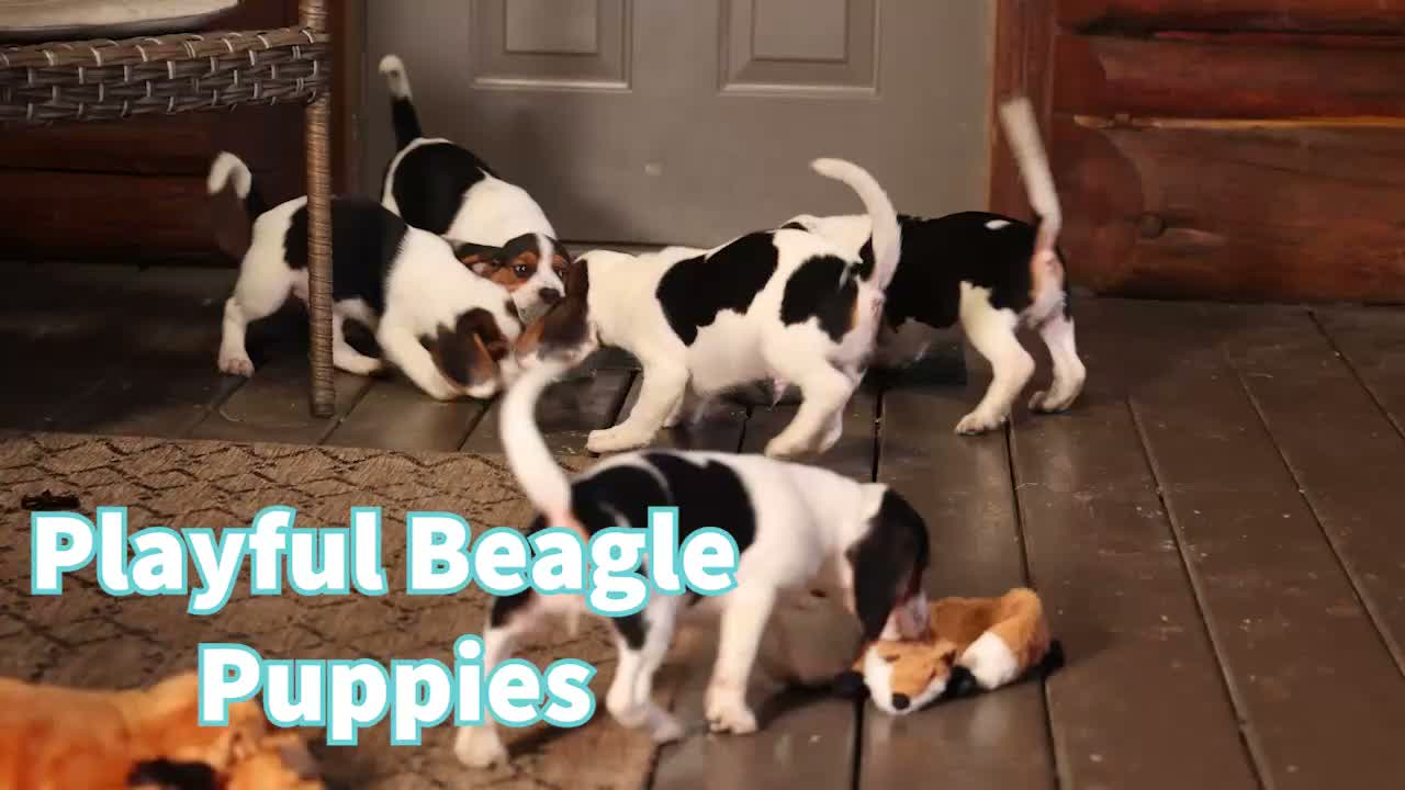 Beagle dogs for sale: Dillard🐾 - Video 1