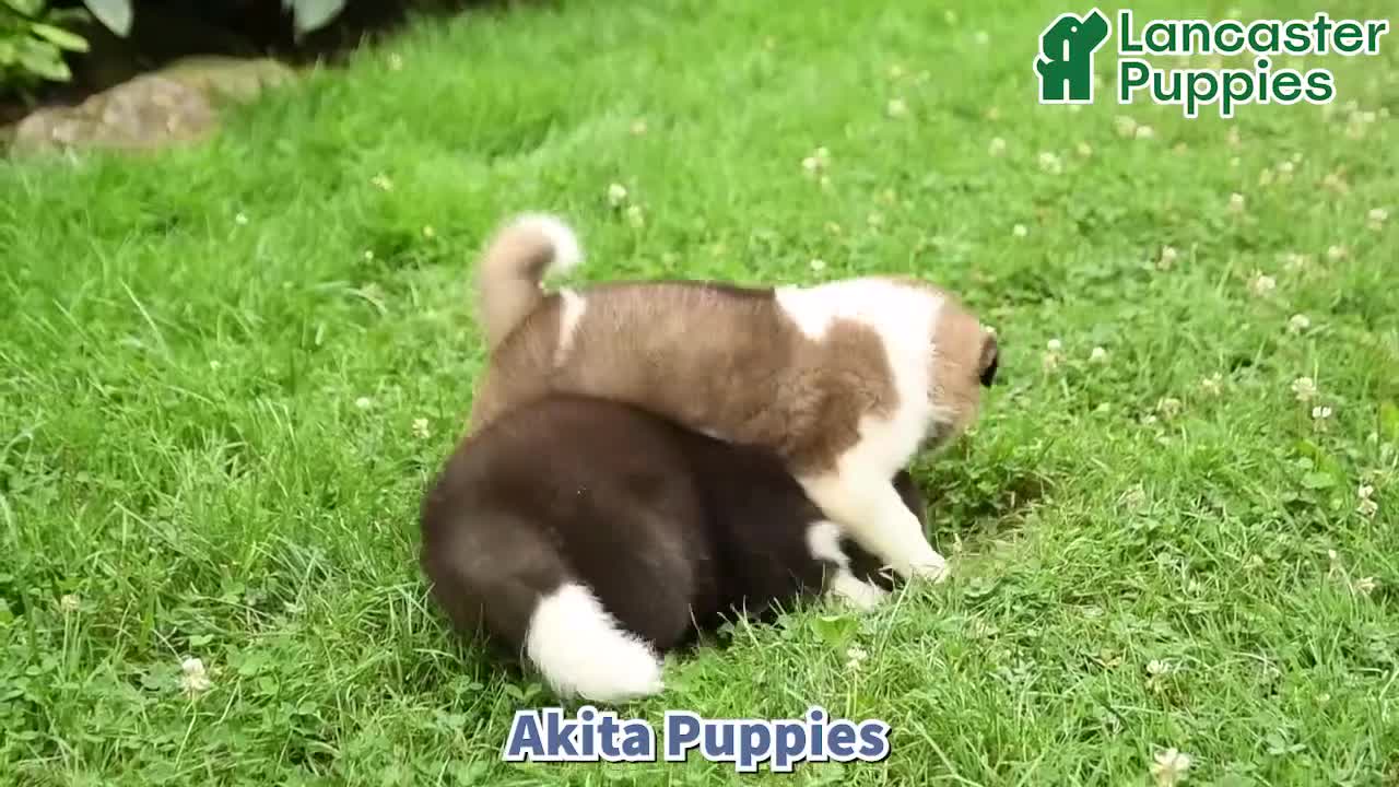 Akita dogs for sale: Starburst - Video 1