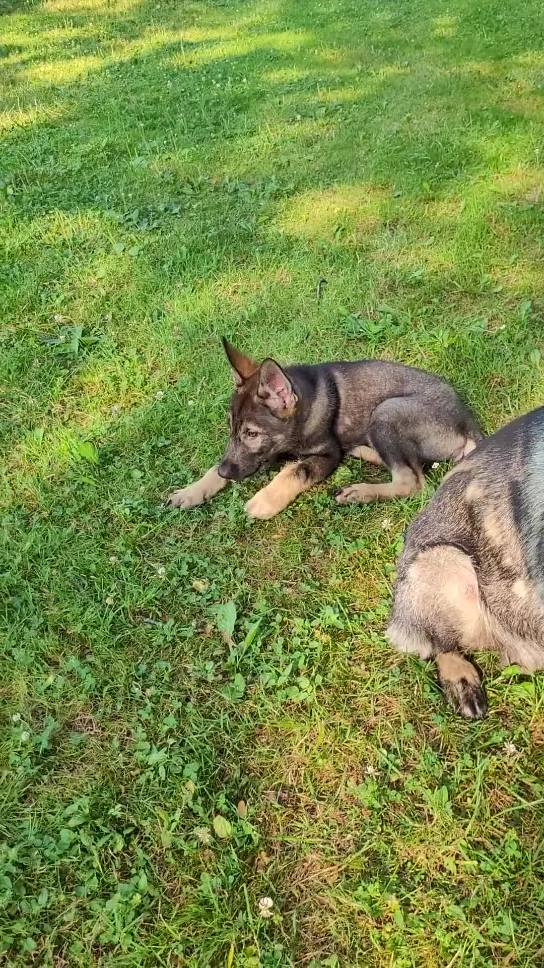Mixed Breed dogs for sale: Odin - Video 1