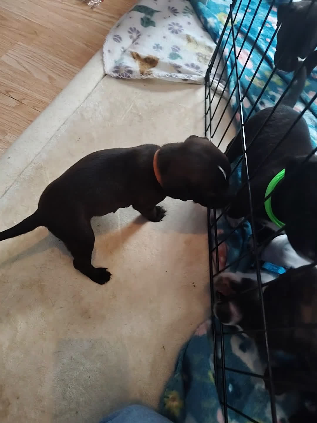 Mixed Breed dogs for sale: Grey collar  - Video 1