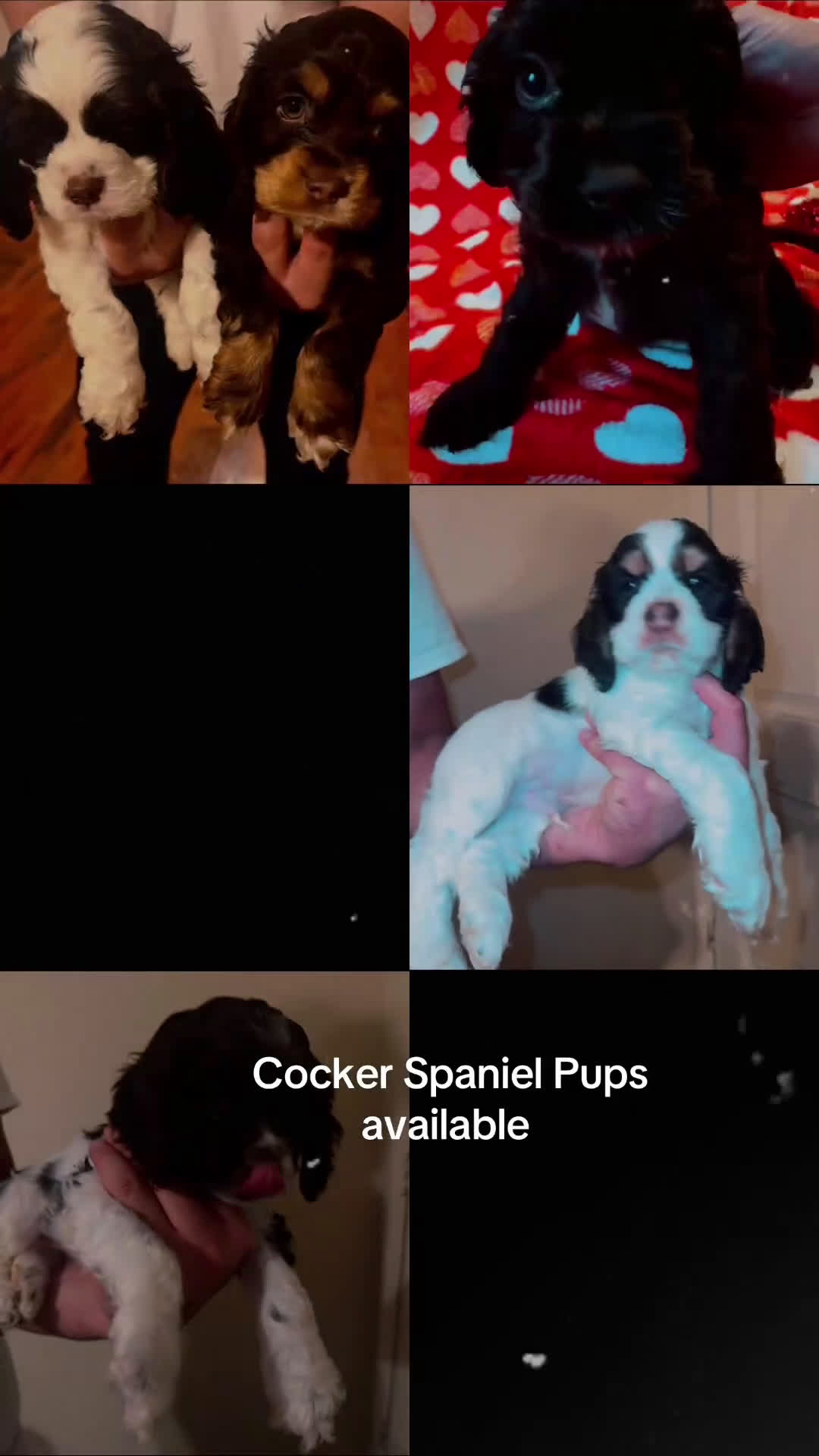 Cocker Spaniel dogs for sale: Chungus - Video 1