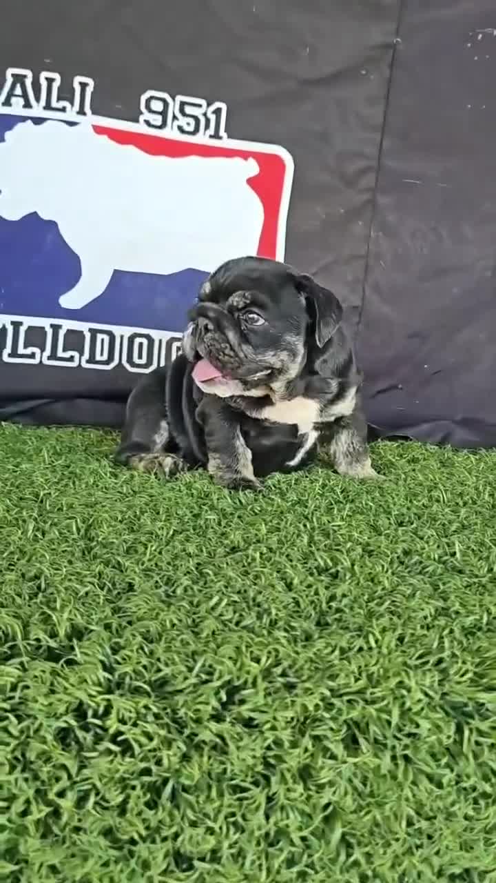 English Bulldog dogs for sale: BUBBLES - BLACK TAN TRI MICRO IN CALI - USA DELIVERY - Video 2