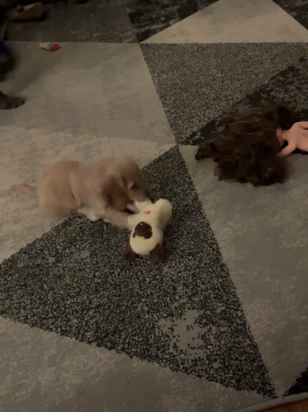 Cockapoo dogs for sale: Cockapoo Puppy 1 - Video 1