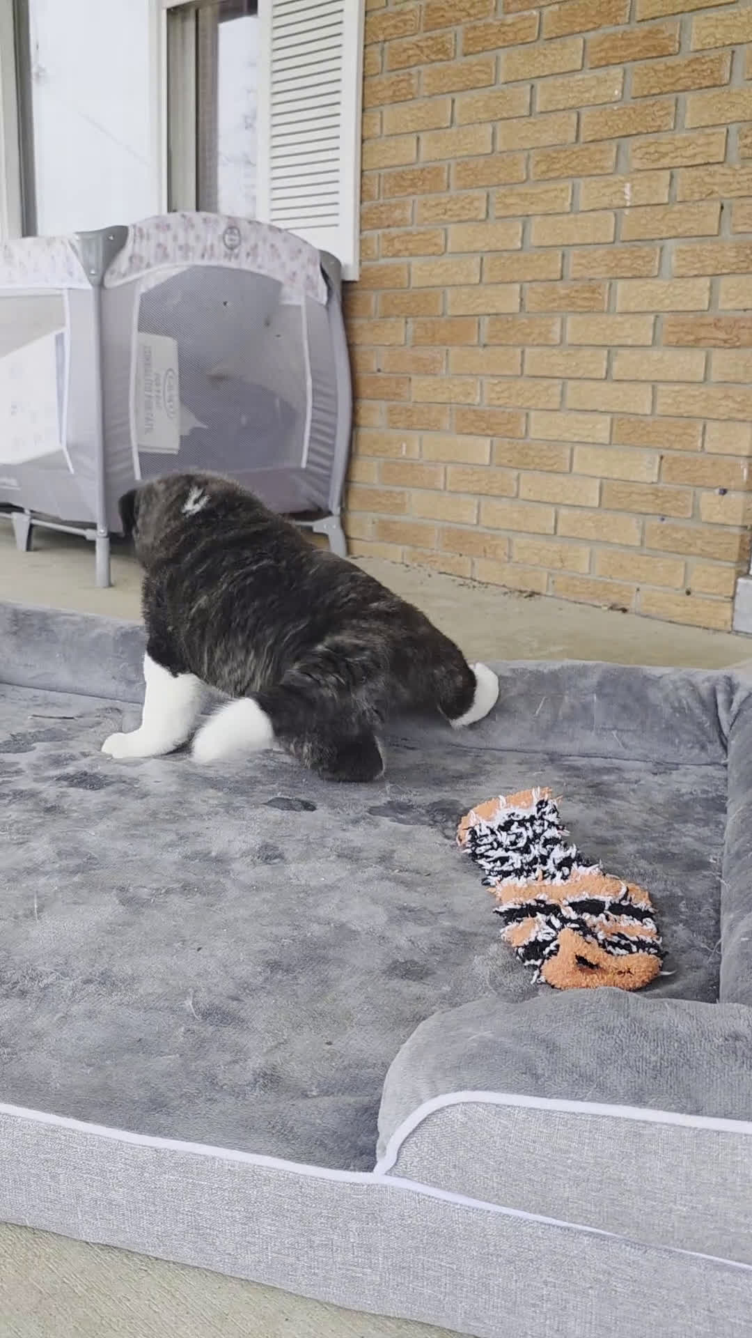 Akita dogs for sale: AKC Lucky - Video 4