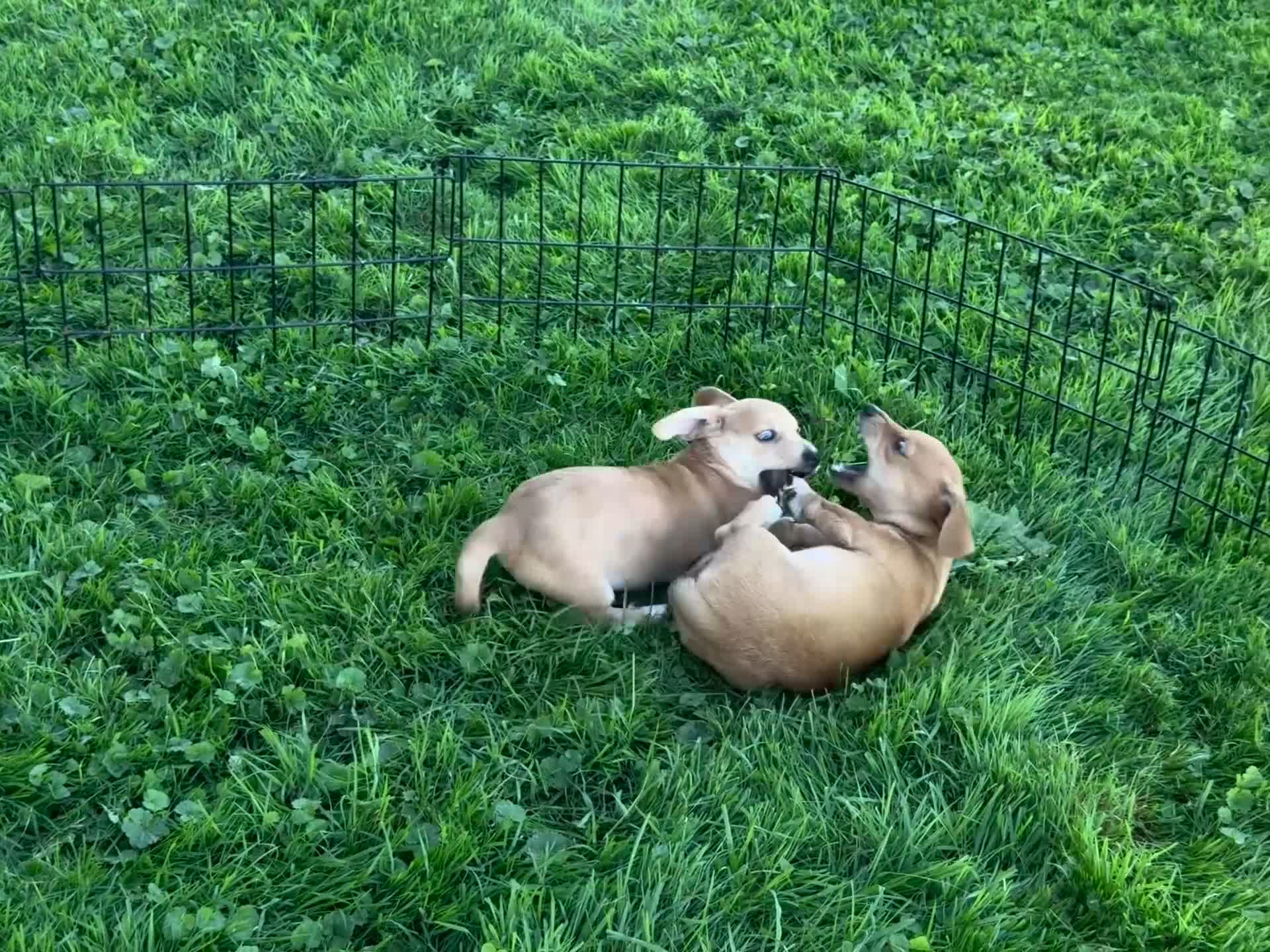 Mixed Breed dogs for sale: Classic Dorgi Female - Corgi & Dachshund Mix - Video 4