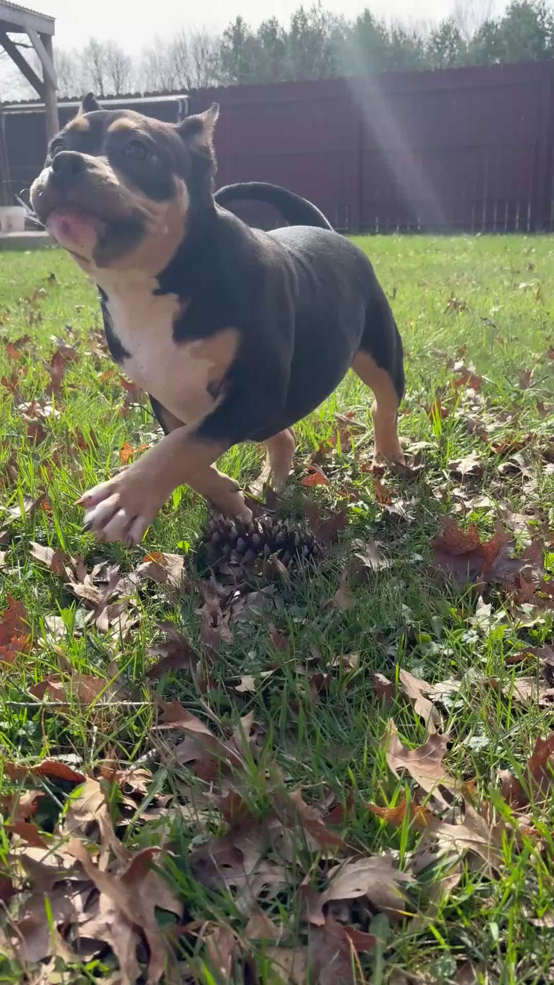 American Bully dogs for sale: American Bully Puppy 1 - Video 1