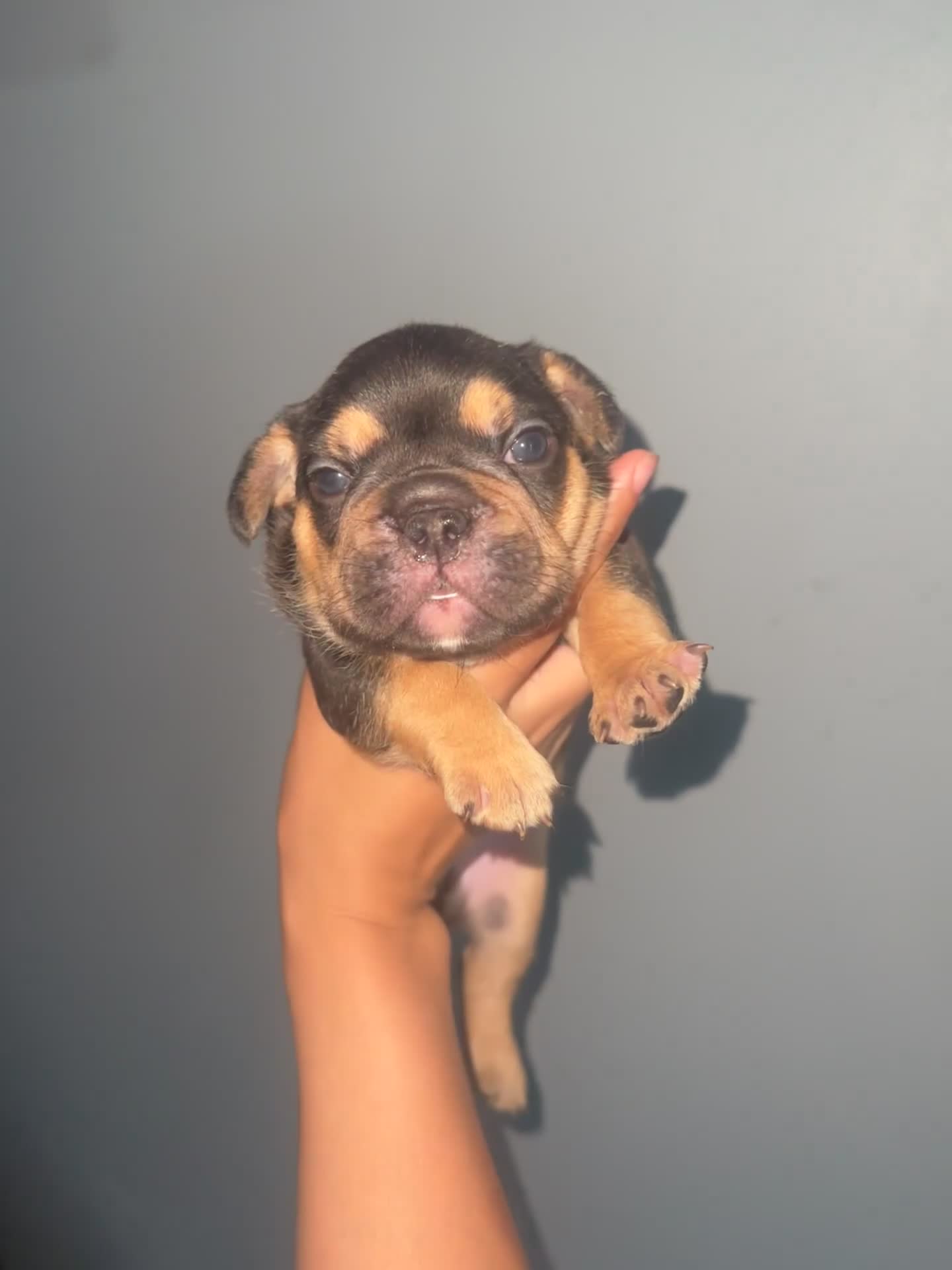 French Bulldog dogs for sale: Rotti - Video 1