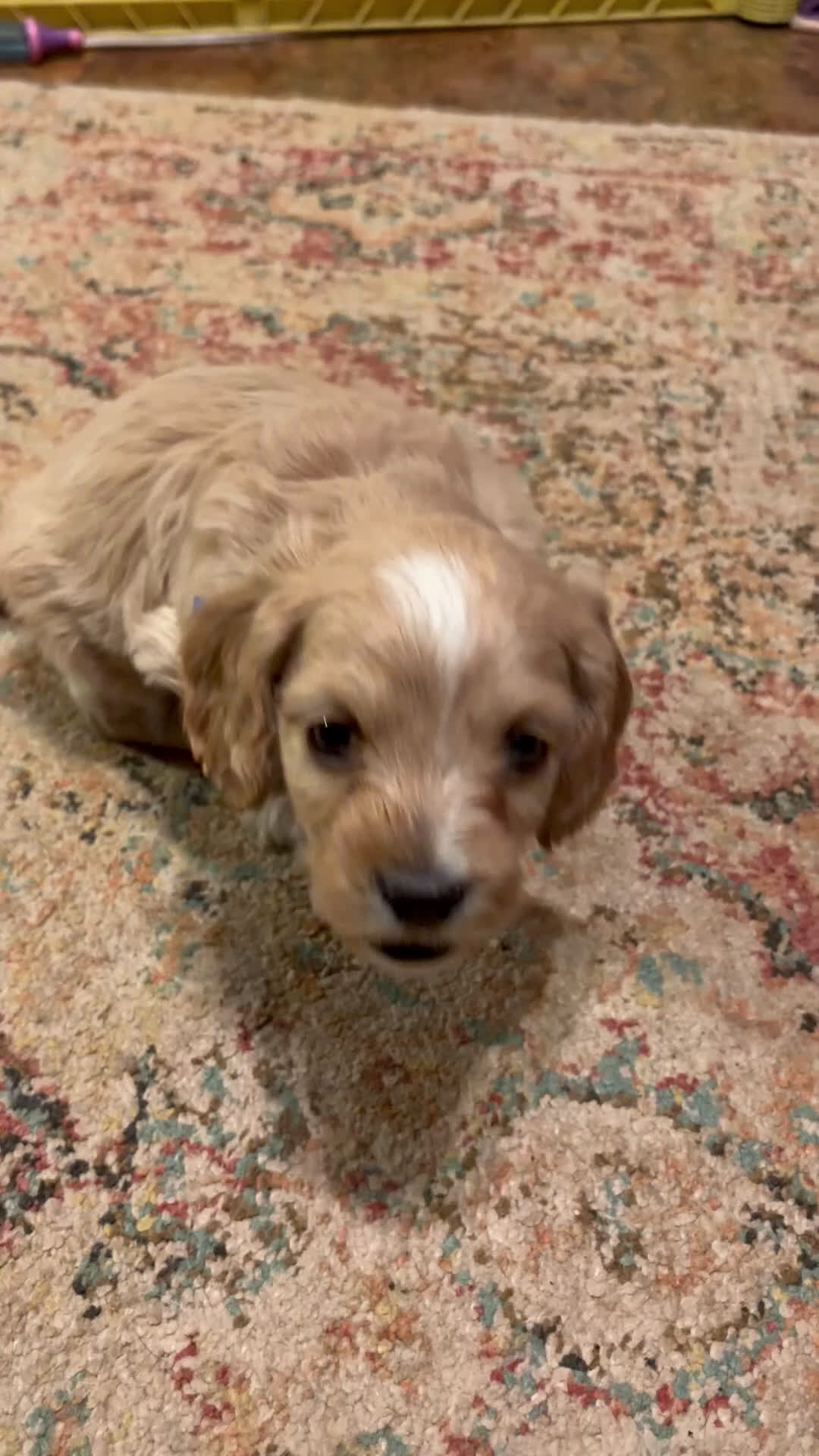 Cockapoo dogs for sale: Cockapoo Puppy 2 - Video 2