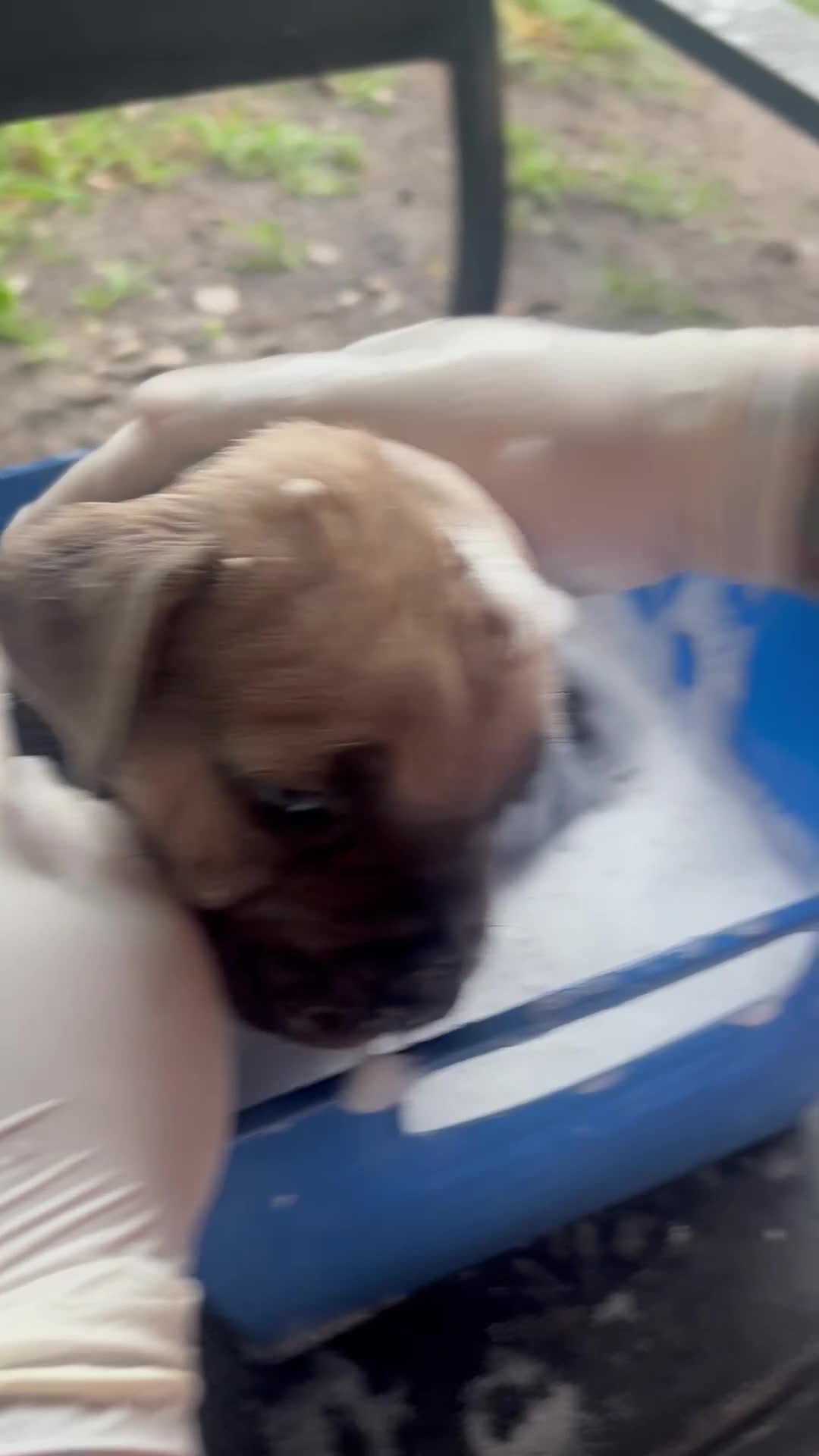 Cane Corso dogs for sale: Cane Corso Puppy 4 - Video 2