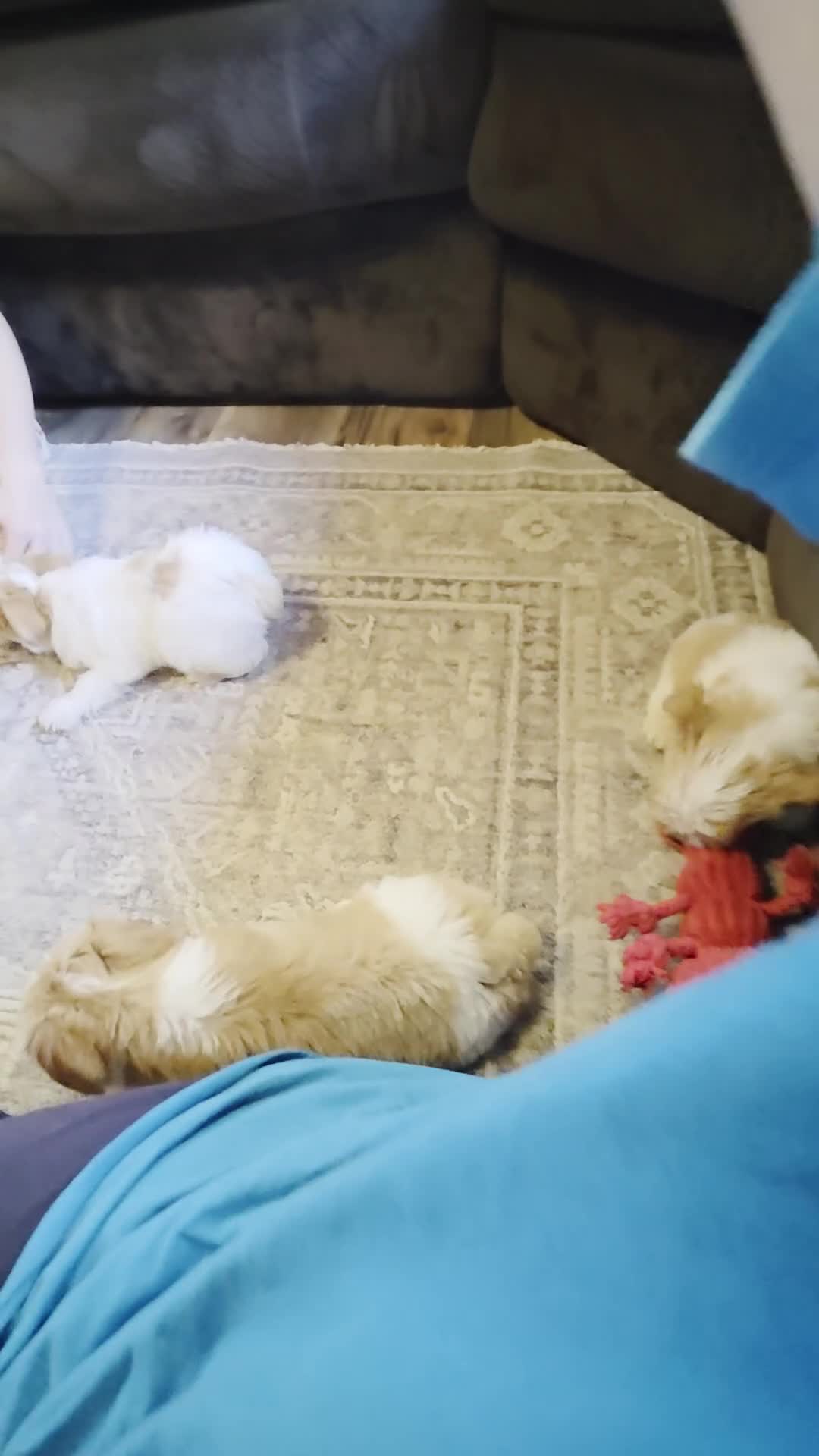 Yorkshire Terrier dogs for sale: Bunny - Video 1