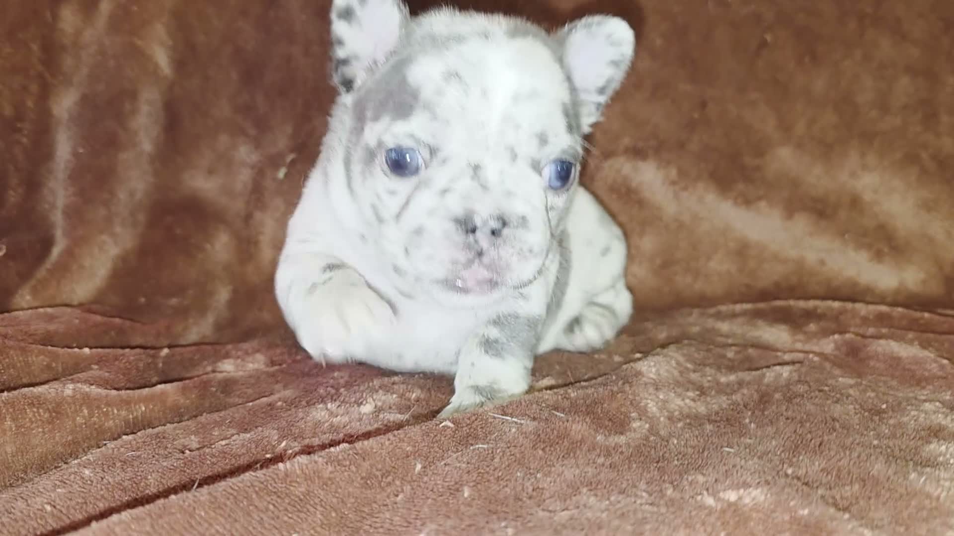 French Bulldog dogs for sale: Ruby - Video 1