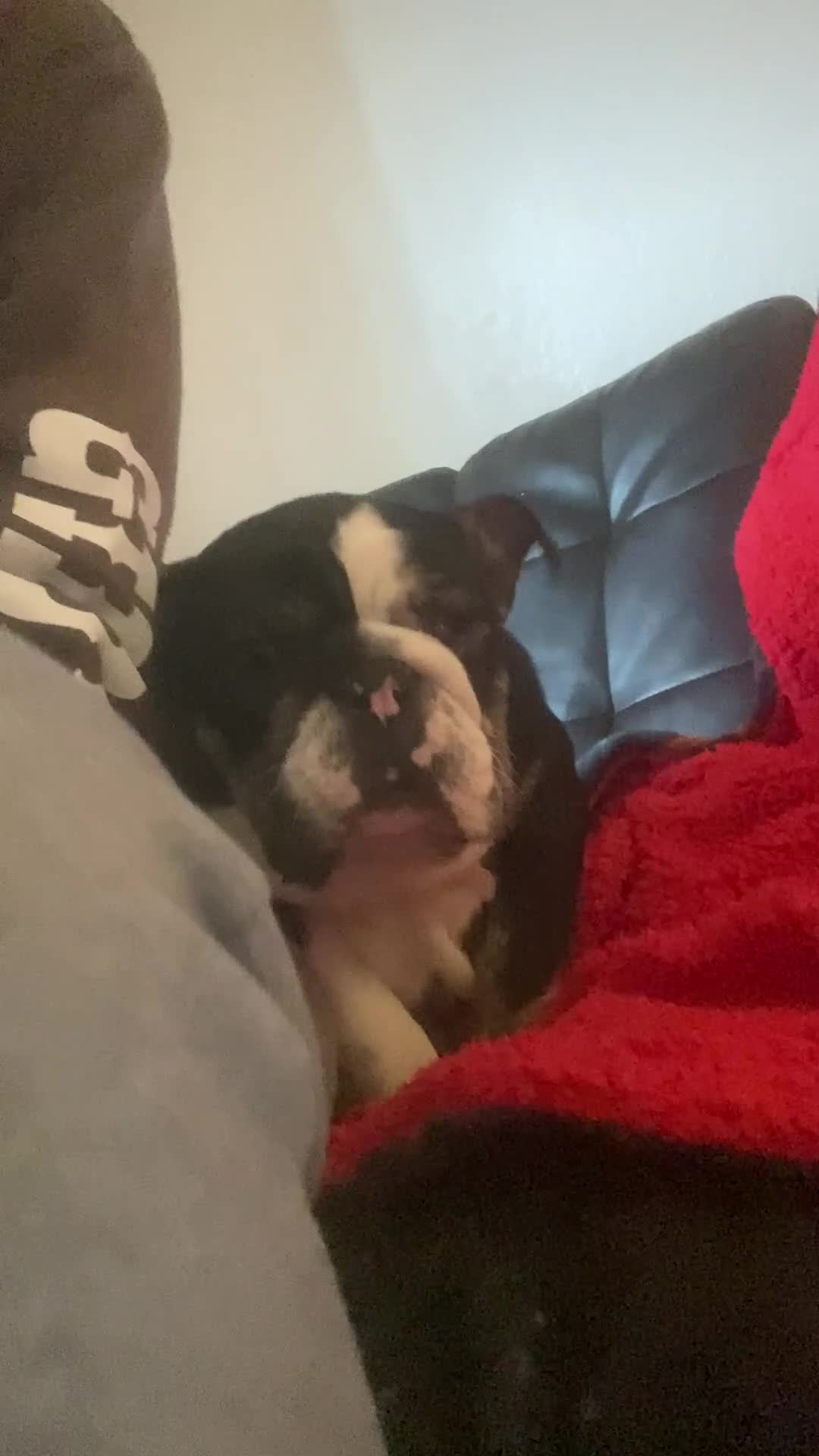 English Bulldog dogs for sale: English Bulldog Puppy 1 - Video 1