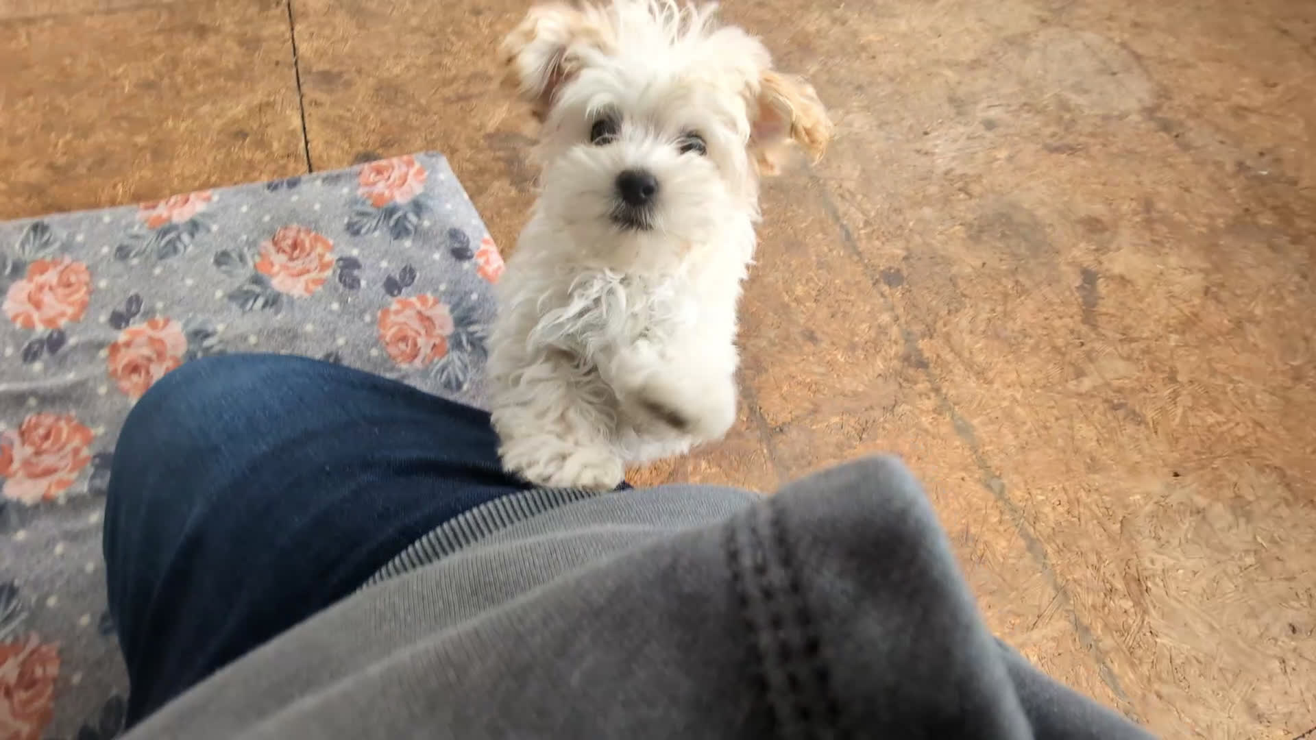 Maltipoo dogs for sale: Brock 7 lbs Full Grown - Video 1