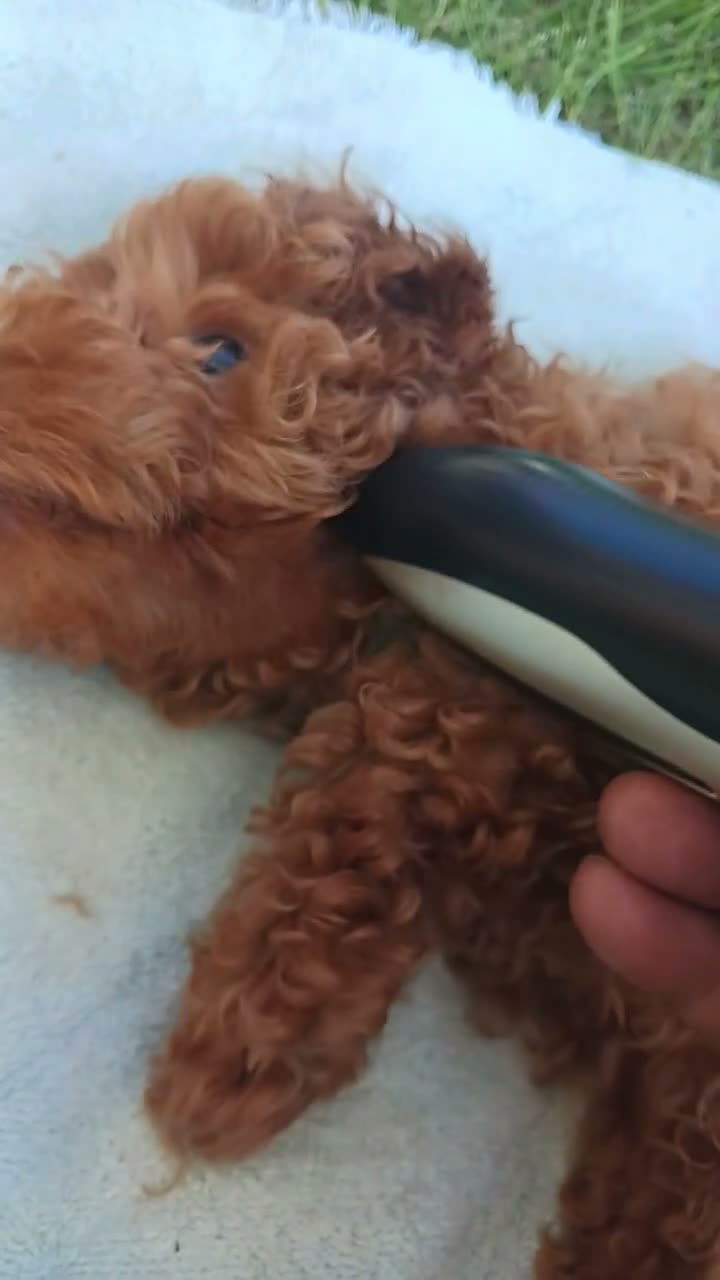 Maltipoo dogs for sale: Rex - Video 2