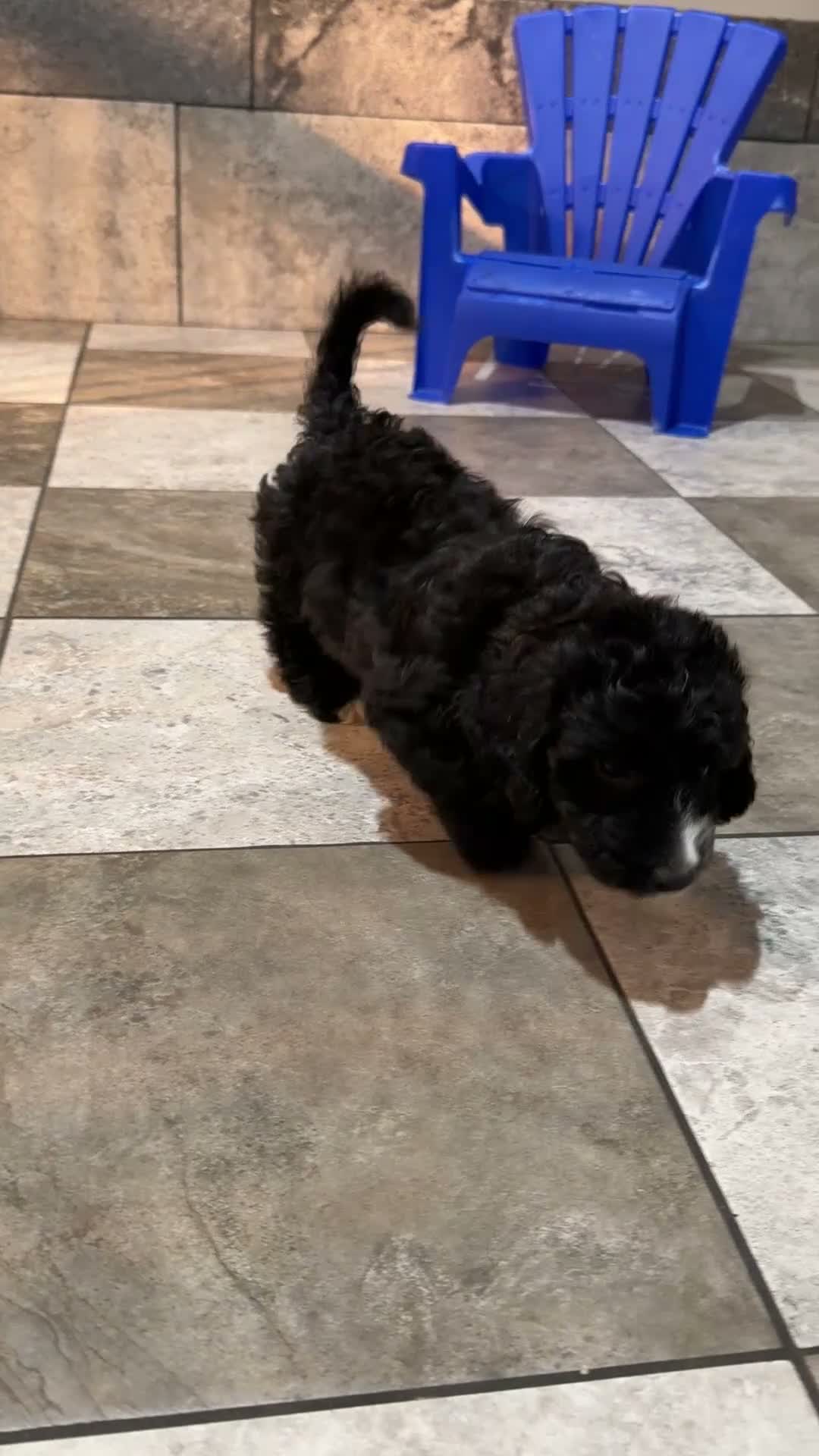 Mixed Breed dogs for sale: Oreo - Video 1