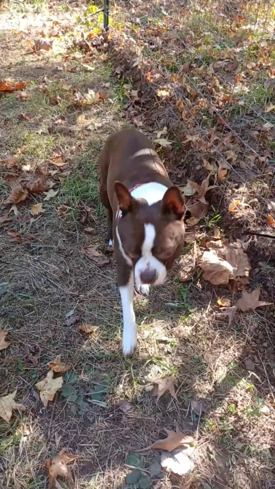 Boston Terrier dogs for stud: Frankie - ACA Boston Terrier Red/White For STUD - Video 1