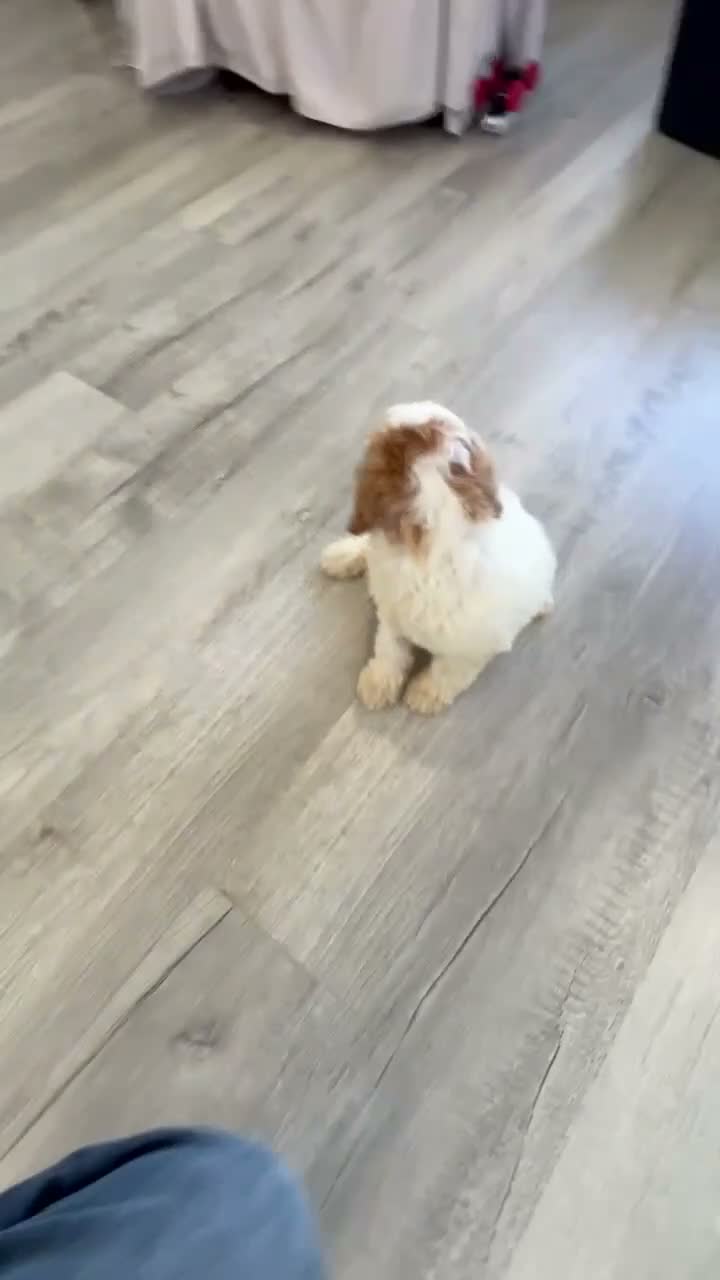 Mini Goldendoodle dogs for sale: Dottie - Video 1