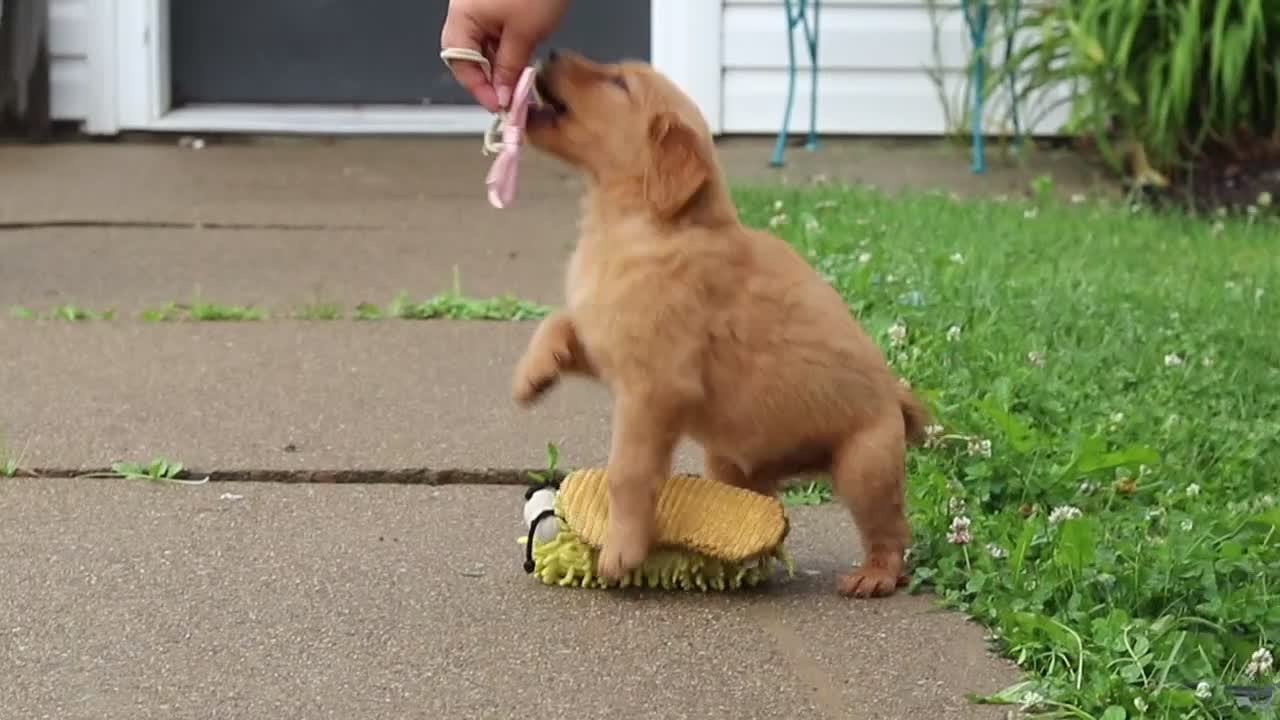 Golden Retriever dogs for sale: Bubbles - Video 1