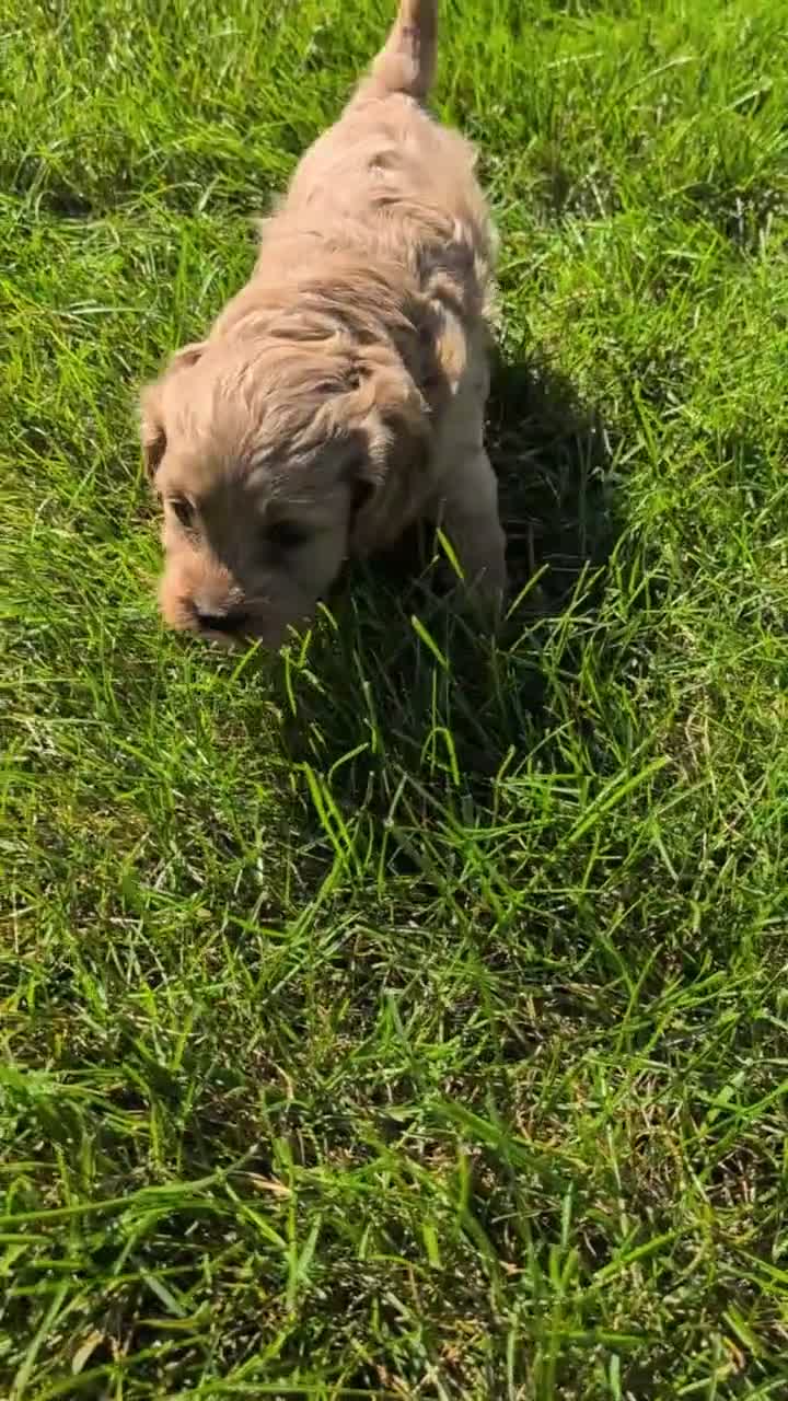 Cavapoo dogs for sale: Ollie - Video 1