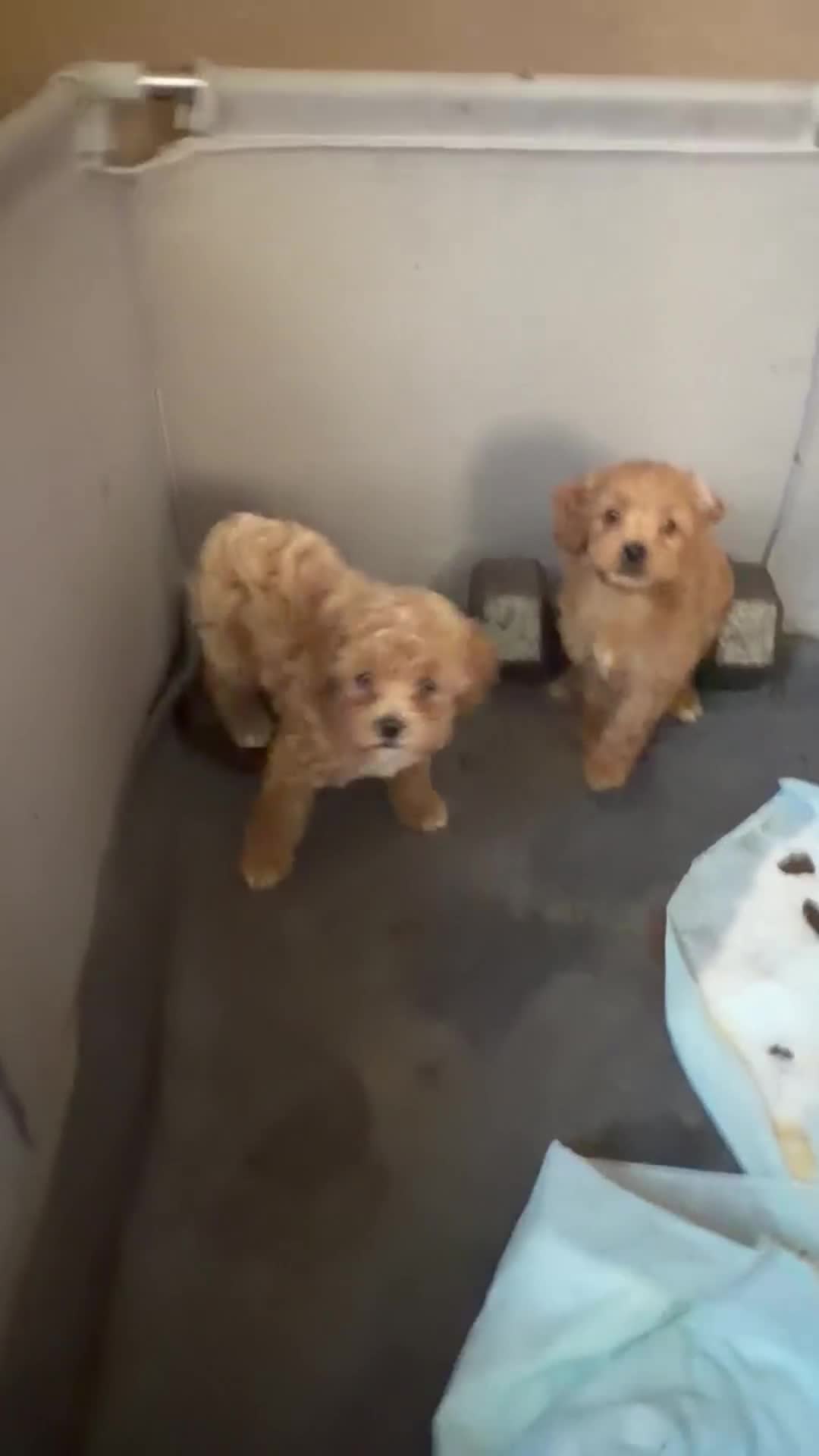 Shihpoo dogs for sale: Shihpoo 4 ~ prince - boy  - Video 1