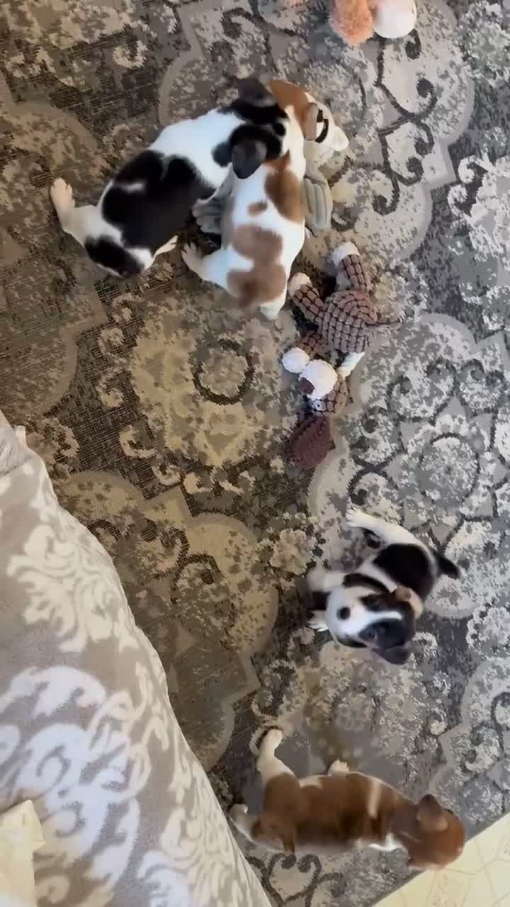 Jack Russell Terrier dogs for sale: Pumpkin  - Video 1