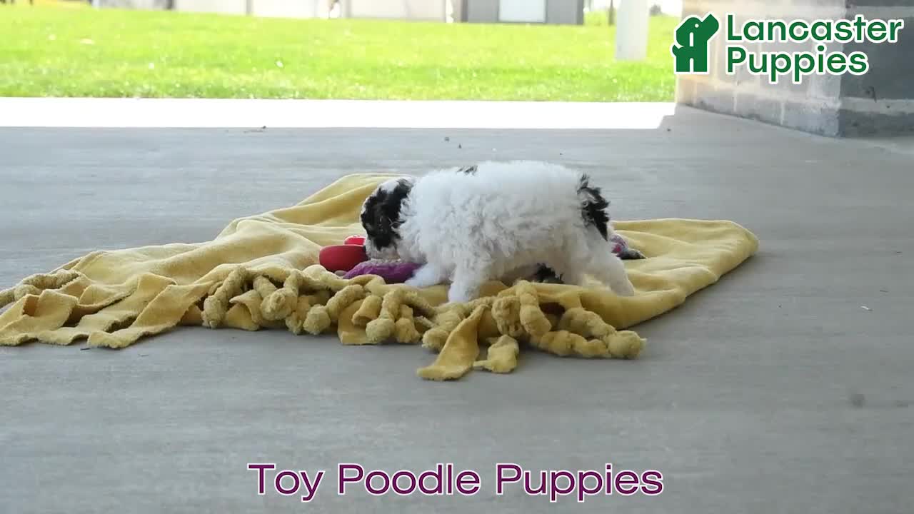 Toy Poodle dogs for sale: Maisie - Video 1