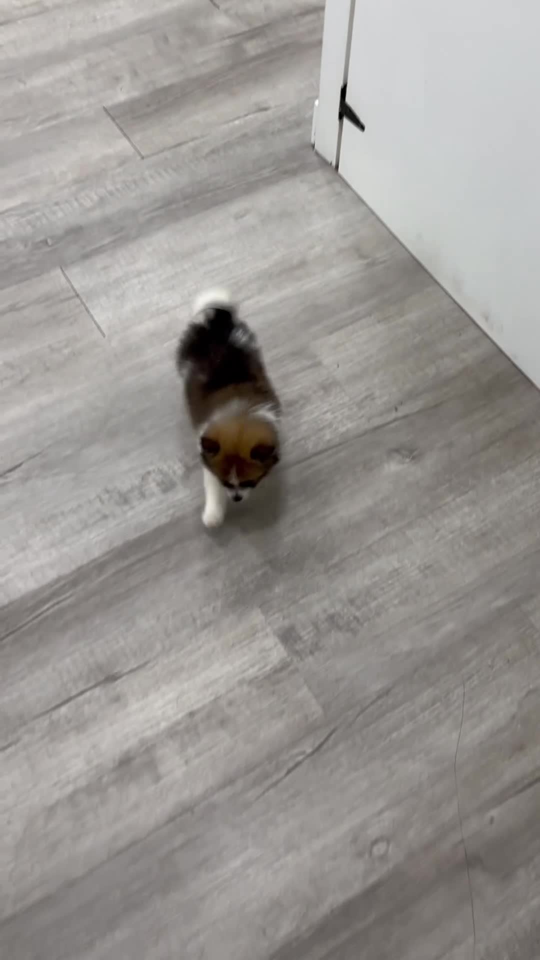 Pomeranian dogs for sale: Charlie - Video 1