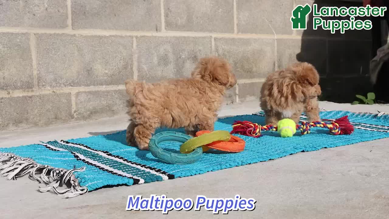 Maltipoo dogs for sale: Happy - Video 1
