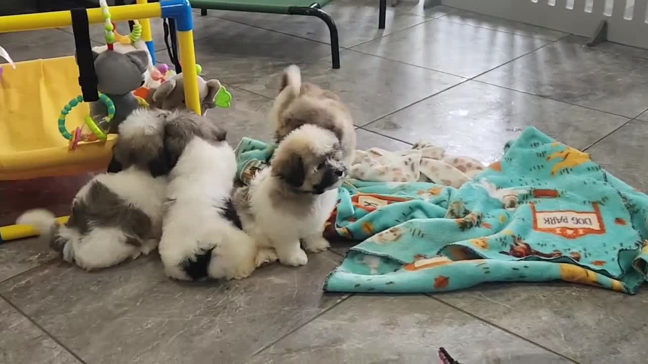 Havanese dogs for sale: EDISON - Video 3