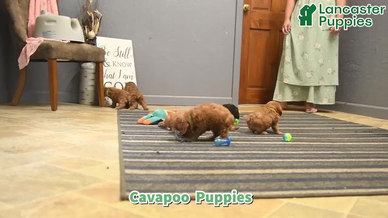 Cavapoo dogs for sale: Link - Video 1