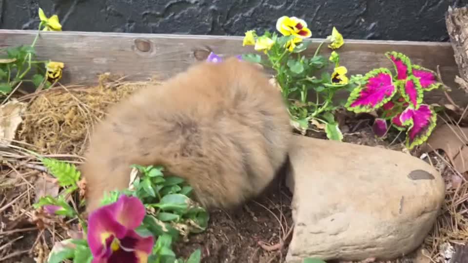 Pomeranian dogs for sale: Camilla Rein - Video 1