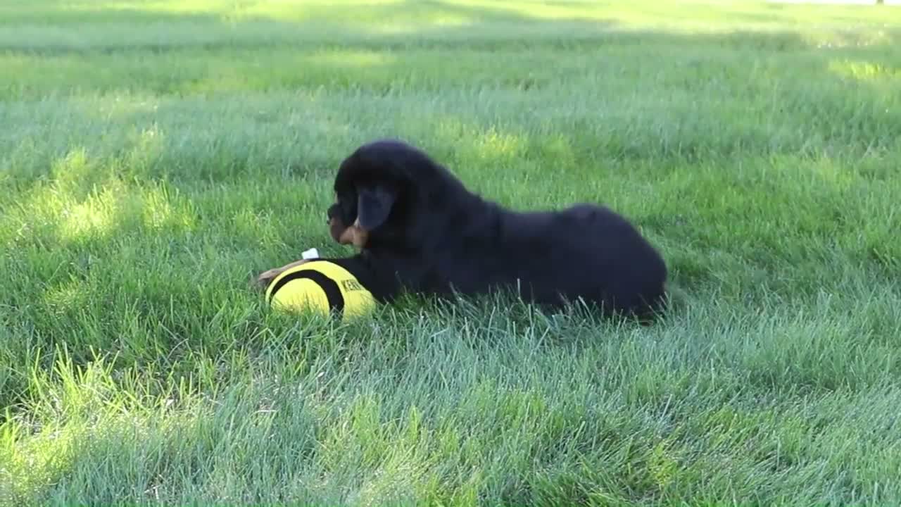 Rottweiler dogs for sale: Ryder - Video 1