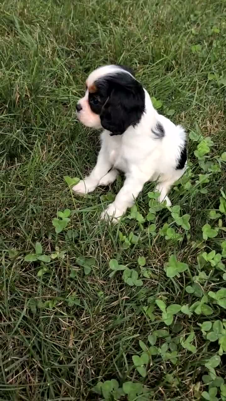 Cavalier King Charles Spaniel dogs for sale: Raya - Video 1